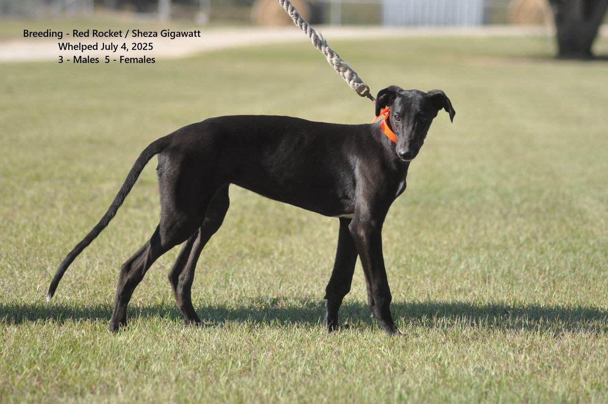 RacingGreyhound's tweet photo. Young racing greyhounds on the farm. https://t.co/vvYcOMYfIe