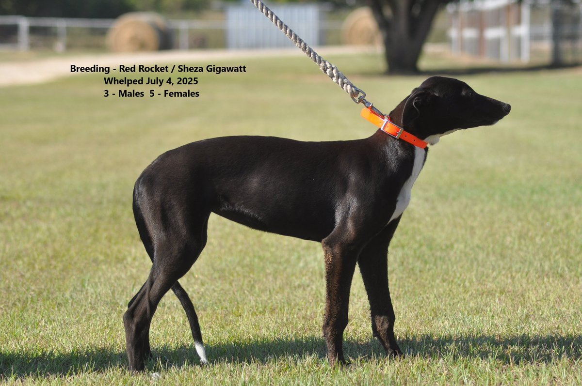 RacingGreyhound's tweet photo. Young racing greyhounds on the farm. https://t.co/vvYcOMYfIe