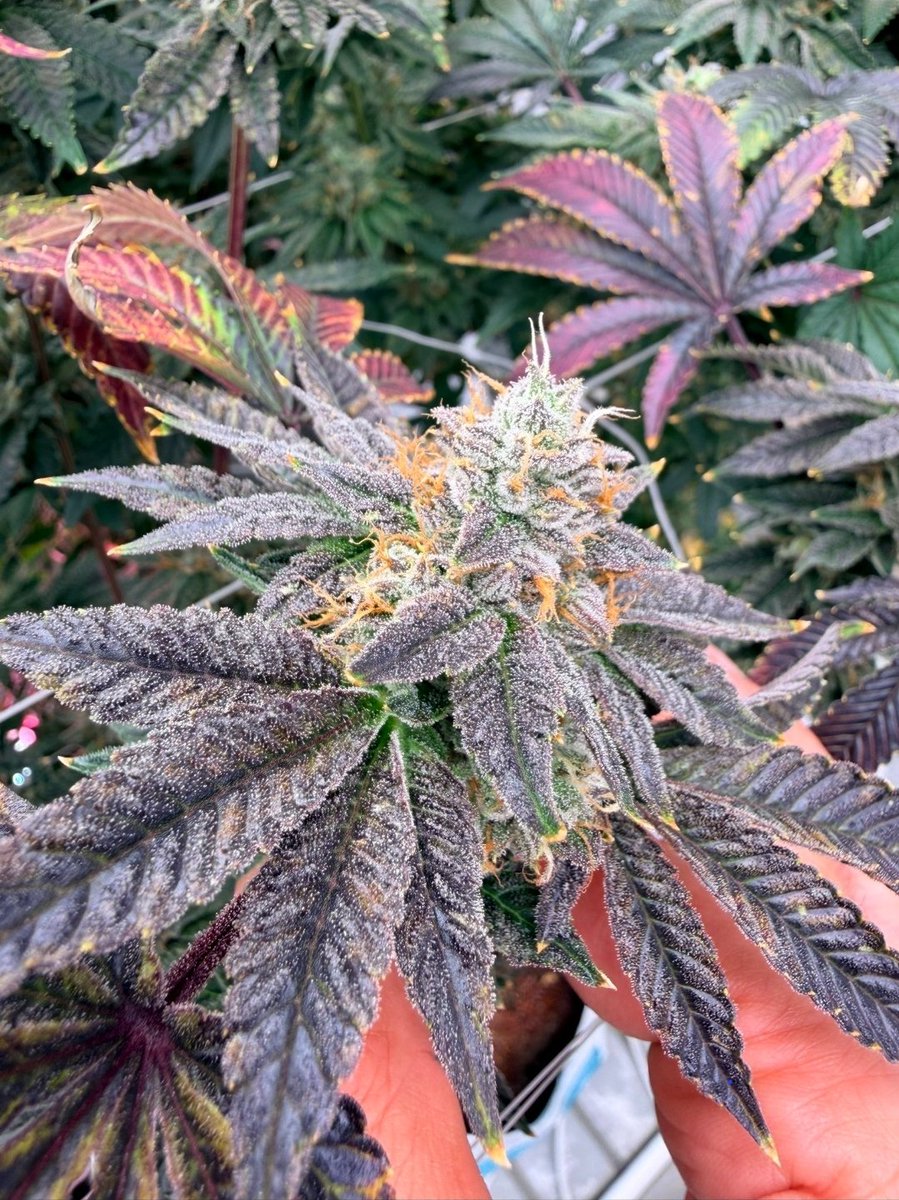 5thBoroGrower's tweet image. #kush #piff  #420