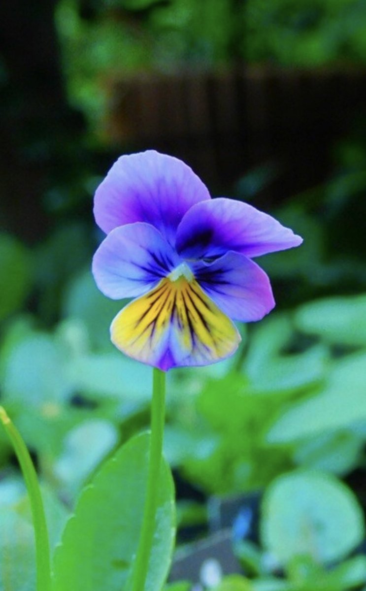 こむぎページ 🌸こむぎ🌸 on X