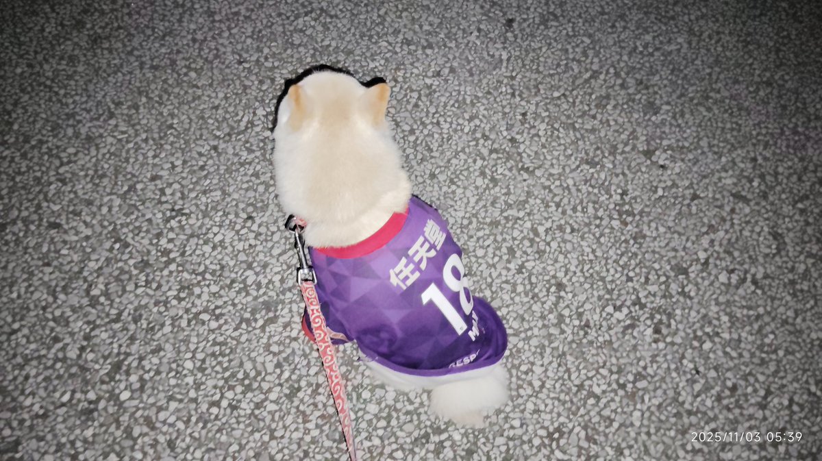 かめせんにん on X