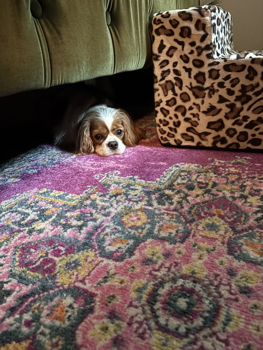 Maureen Van Zandt tweet media