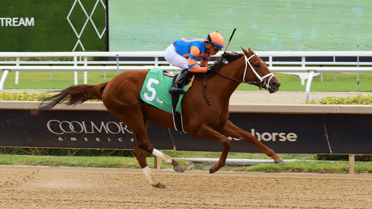 Zany romps in the 7th race, ridden by <a href="/JaramilloJockey/">Emisael Jaramillo</a>, trained by <a href="/PletcherRacing/">Todd Pletcher Racing Stables</a>, and owned by <a href="/RepoleStable/">Repole Stable</a>. #GulfstreamPark #SunshineMeet