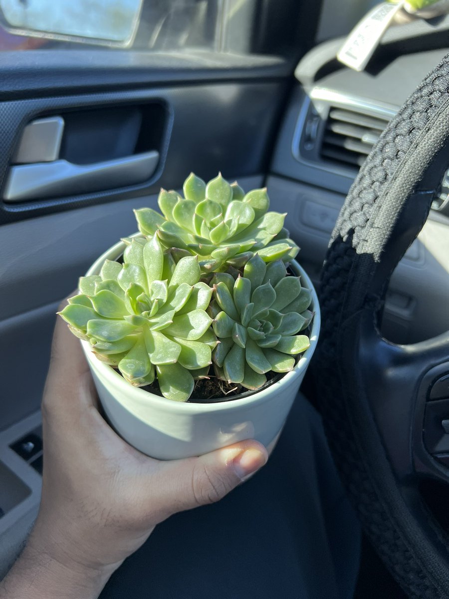 EGD_17's tweet photo. I think i’ll name her Eloise https://t.co/O0x7yxZPTV