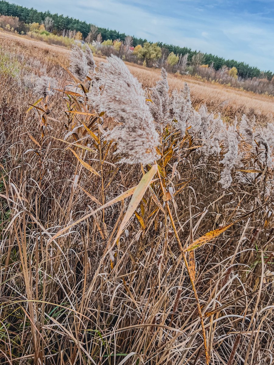 Beautiful autumn in the #Kyiv outskirts.