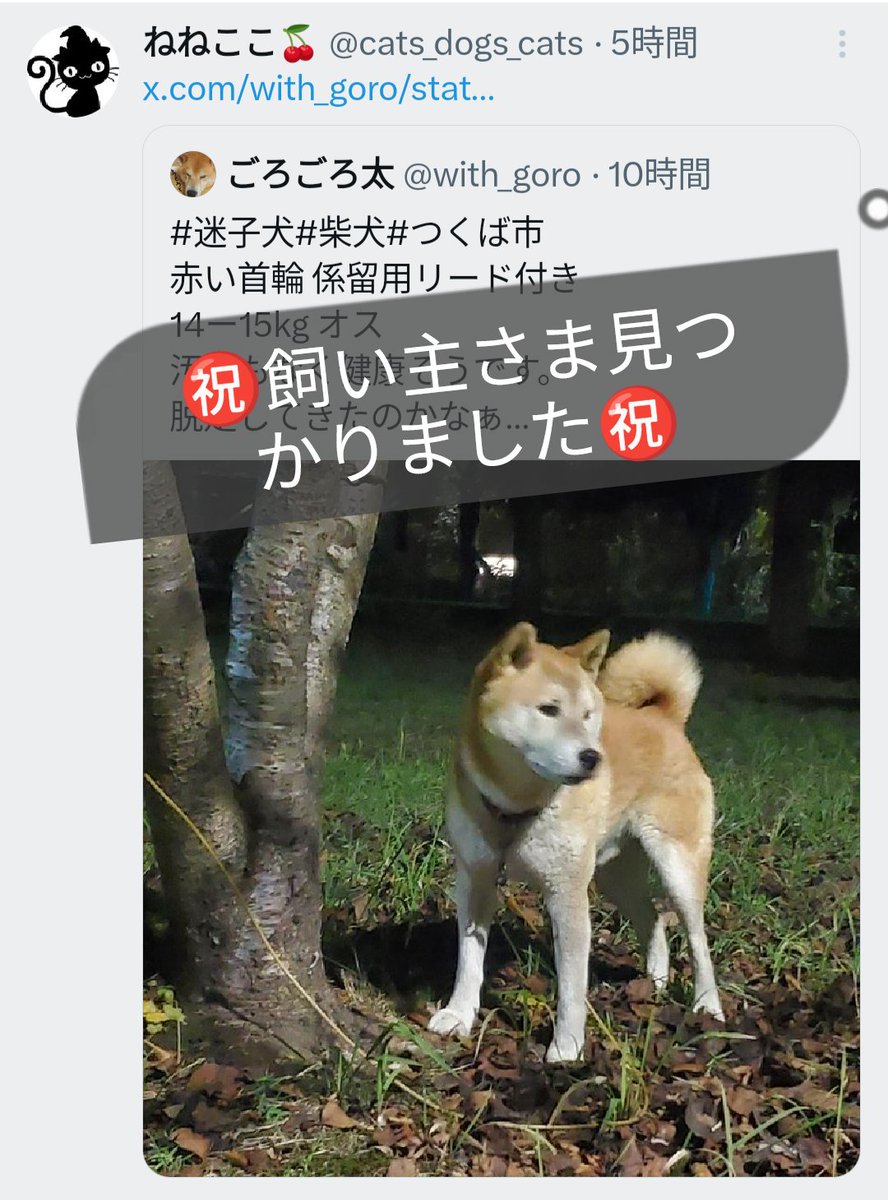 ねねここ🍒 on X ねねここ🍒 on X