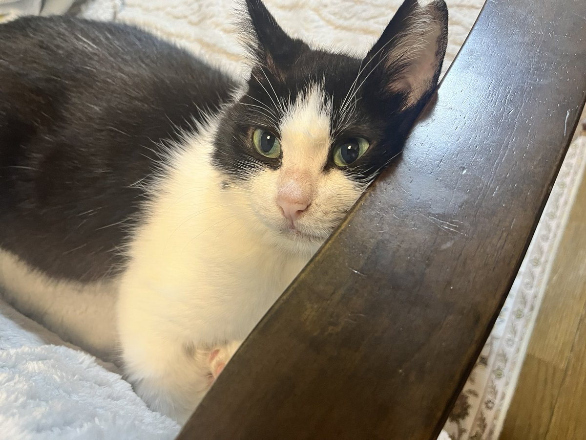 新キャラ猫もかわいい