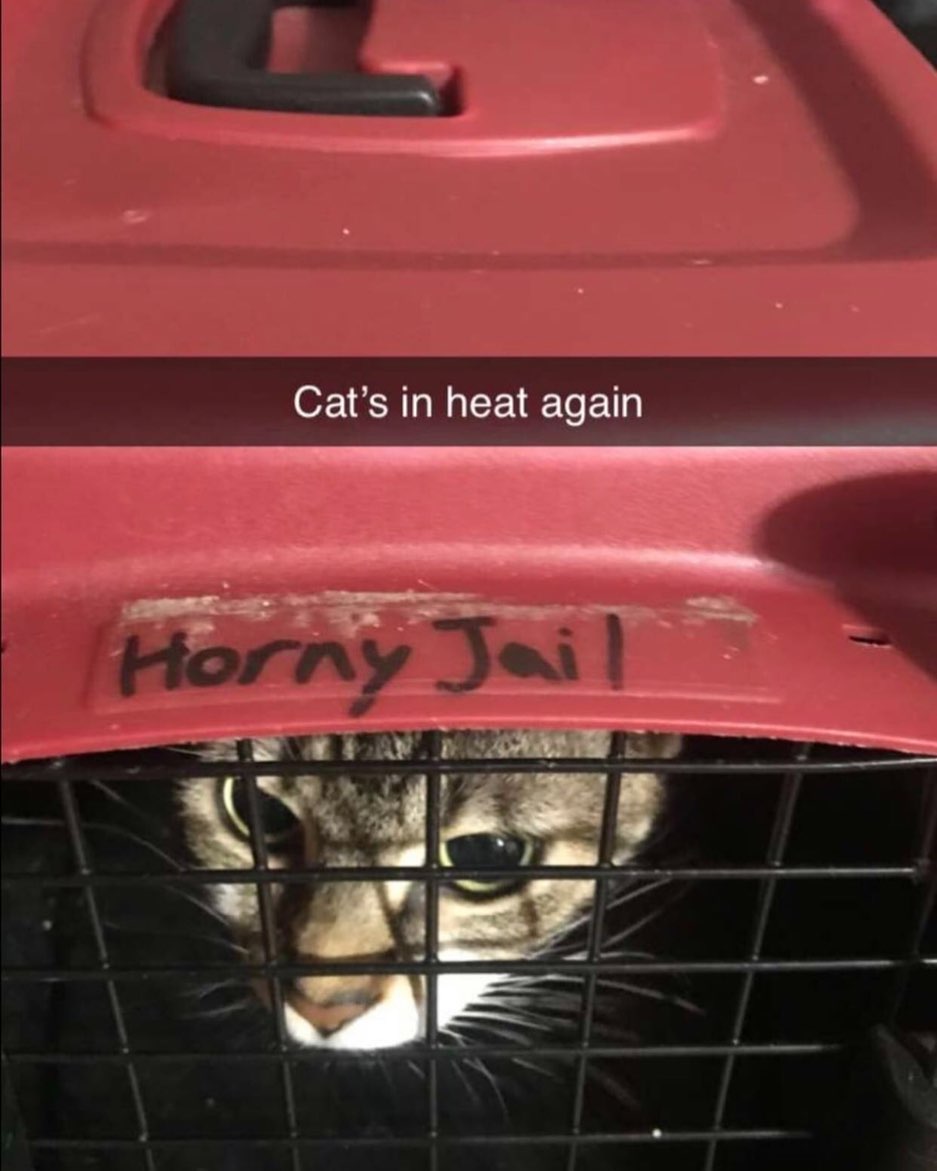 PunchingCat's tweet image. 