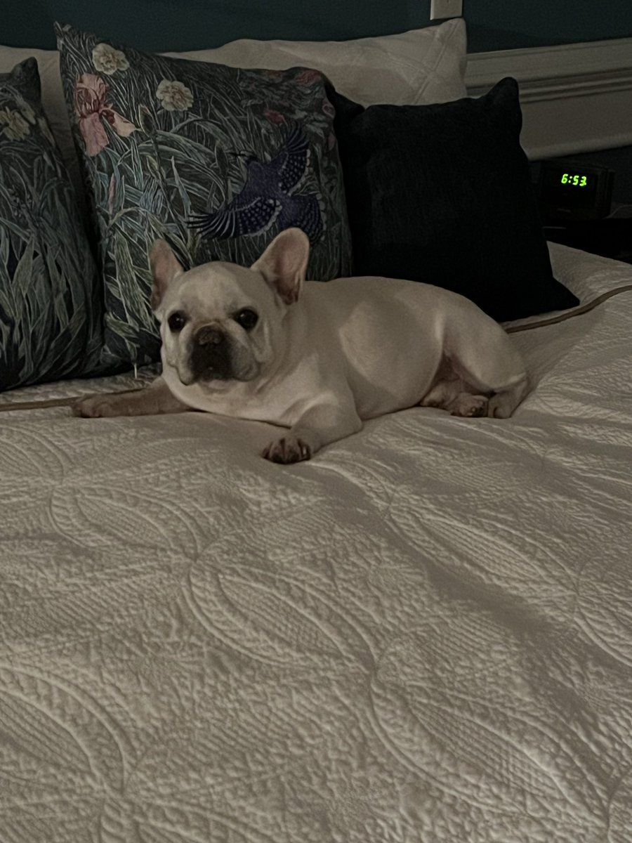 davewritesbooks's tweet image. Sundays are for resting… #frenchbulldog #frenchie #sundayvibes