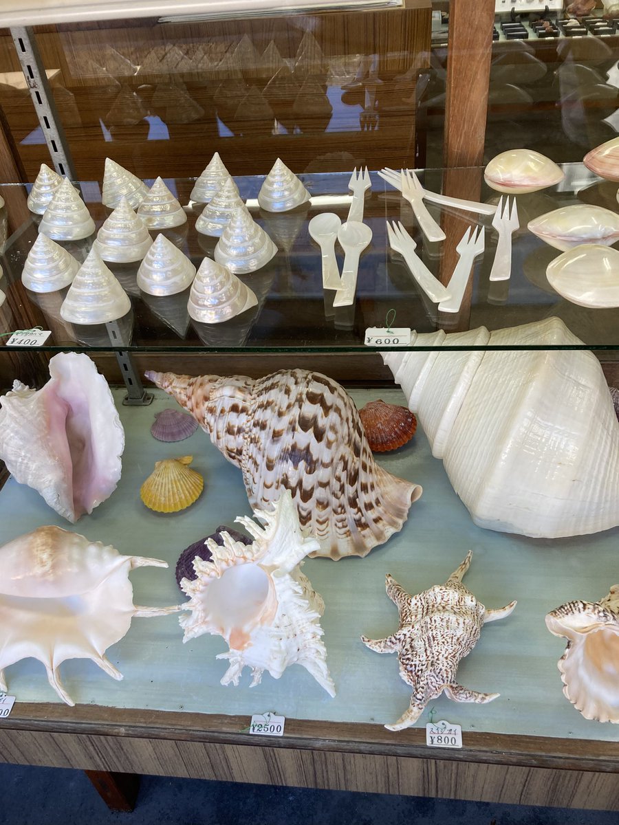 貝殻の装飾品 白色と薄紫色 貝殻の装飾品 白色と薄紫色