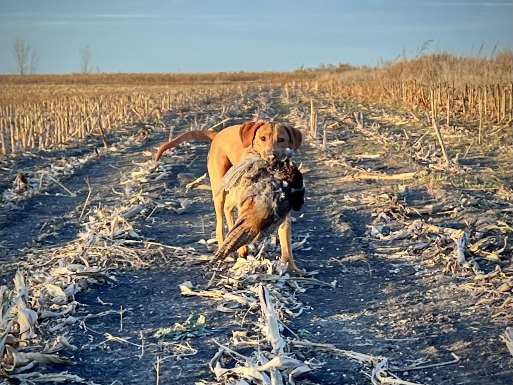 The pup is learning! What a day …