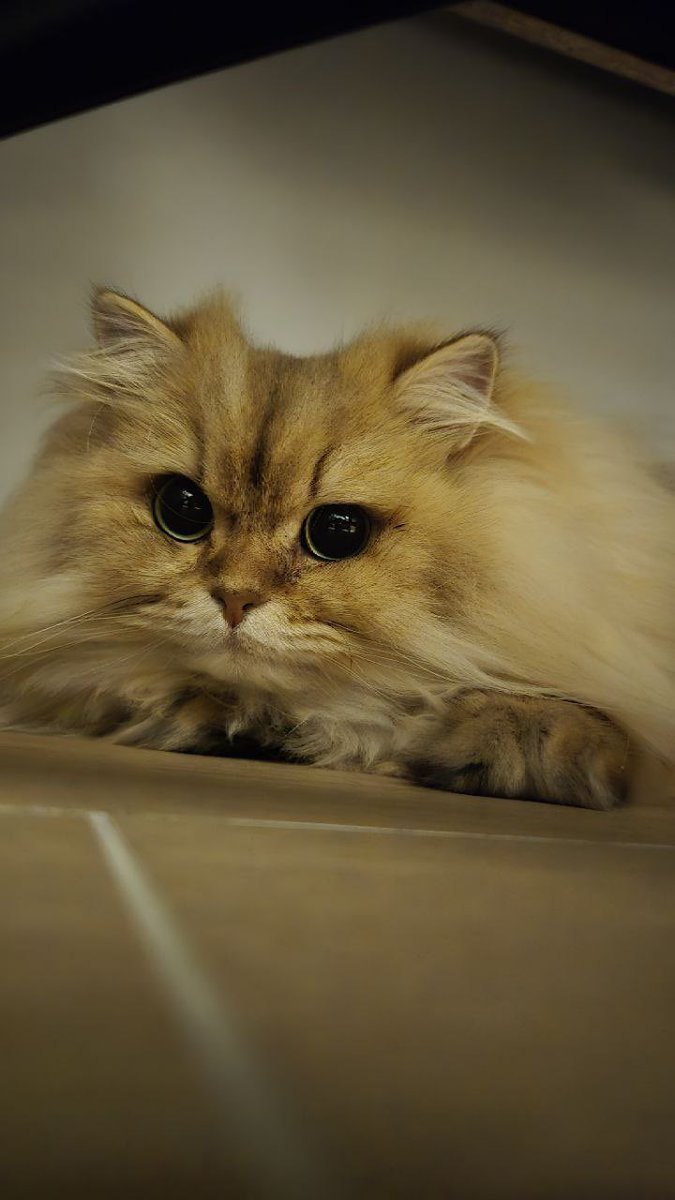 Tal qual o gato de botas do shrek, pidão 🥰🦁! <a href="/TodoDiaGatinhos/">Todo Dia Gatinhos 🐾</a>