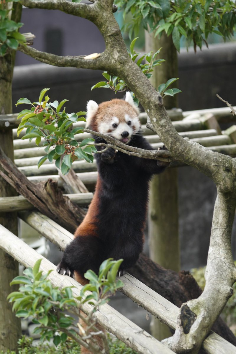 モチモチぽんた　日本鹿の夏毛 yamakawashuppansha 【今日は月（けつ）曜日】 本日は、昨年の10