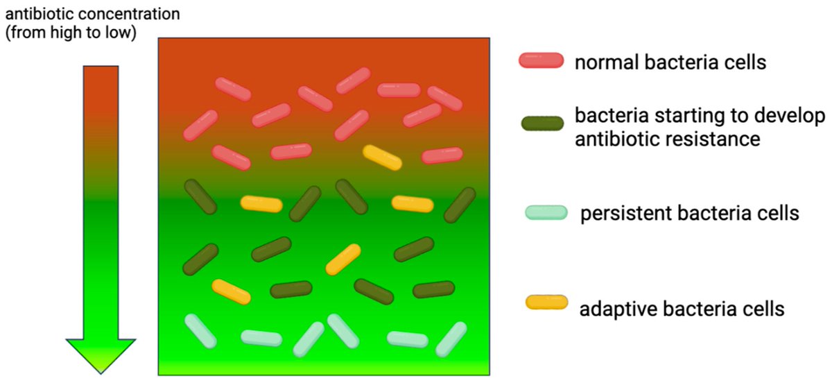 Micro_MDPI's tweet image. 🦠💊 Antibiotic-resistant Pseudomonas aeruginosa demands innovative therapies beyond traditional antibiotics

🔗 mdpi.com/2076-2607/13/4…

#Pseudomonas #AntimicrobialResistance #PhageTherapy #CRISPR #Nanotechnology