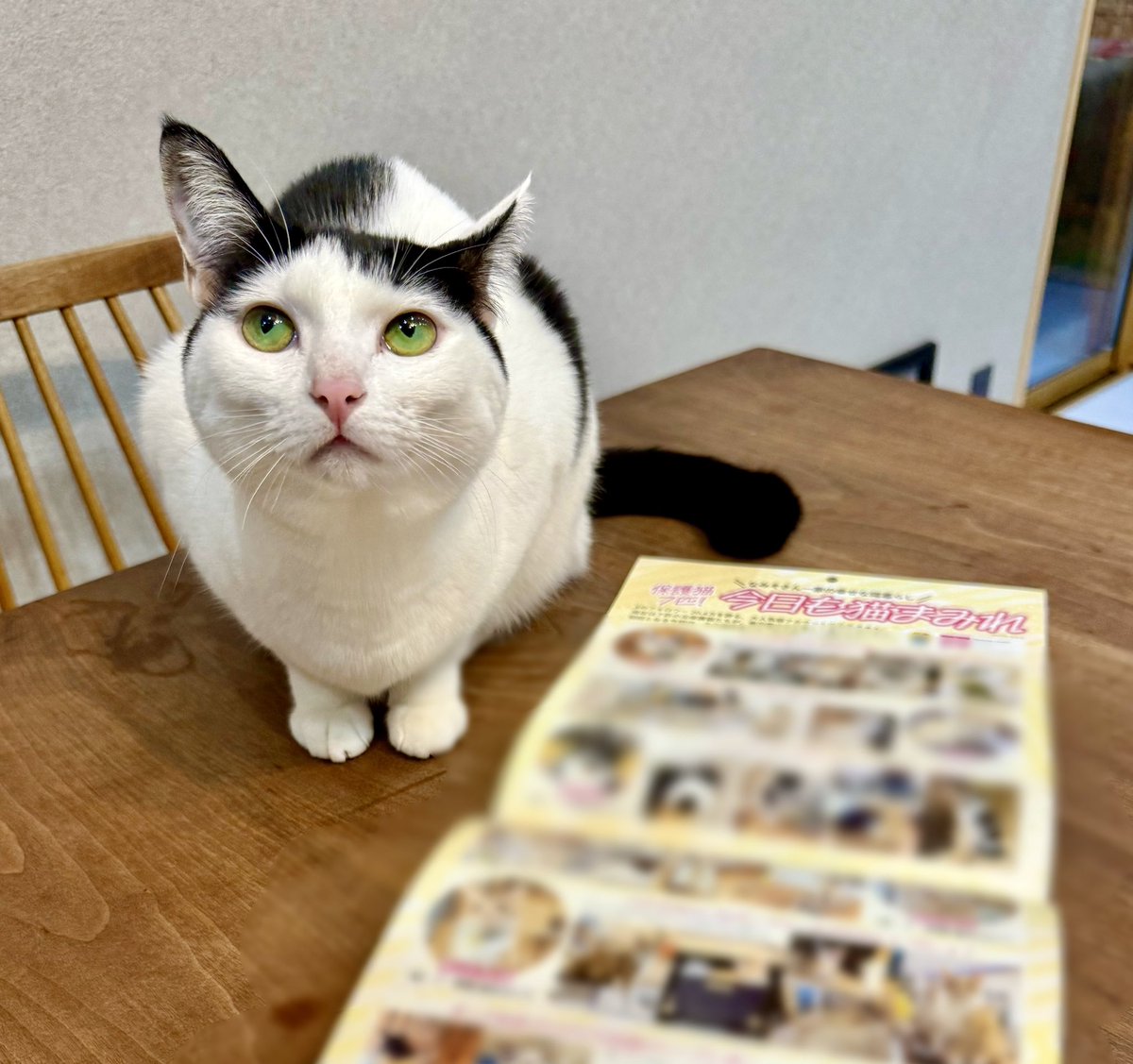 我が家のネコ達が登場する『保護ねこカレンダー5』が、明日発売です