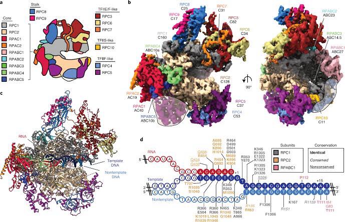 OxytocinLau's tweet image. Según… que una RNA pol II en proceso de elongación podría tener más de 50 componentes y una masa molecular &amp;gt;3 millones de daltons. 
#DatoRandom