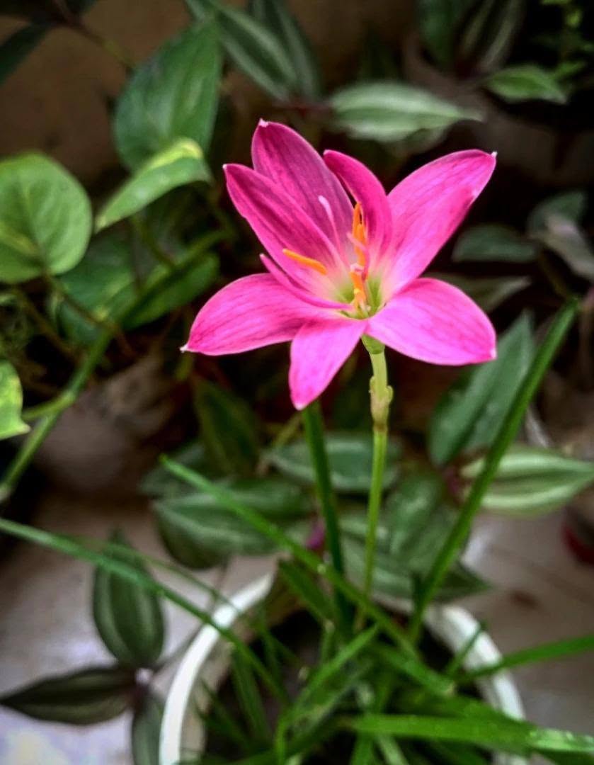 AnamikaCW's tweet photo. "ভোরের শুরুটা হোক এক কাপ চা আর মন ভালো করা শান্তি দিয়ে…
শুভ সকাল!" ☕🌼

#GoodMorning #ChaaTime #MorningVibes #PeacefulStart #TeaLover #ShuvoSakal https://t.co/6Zet76o7rz