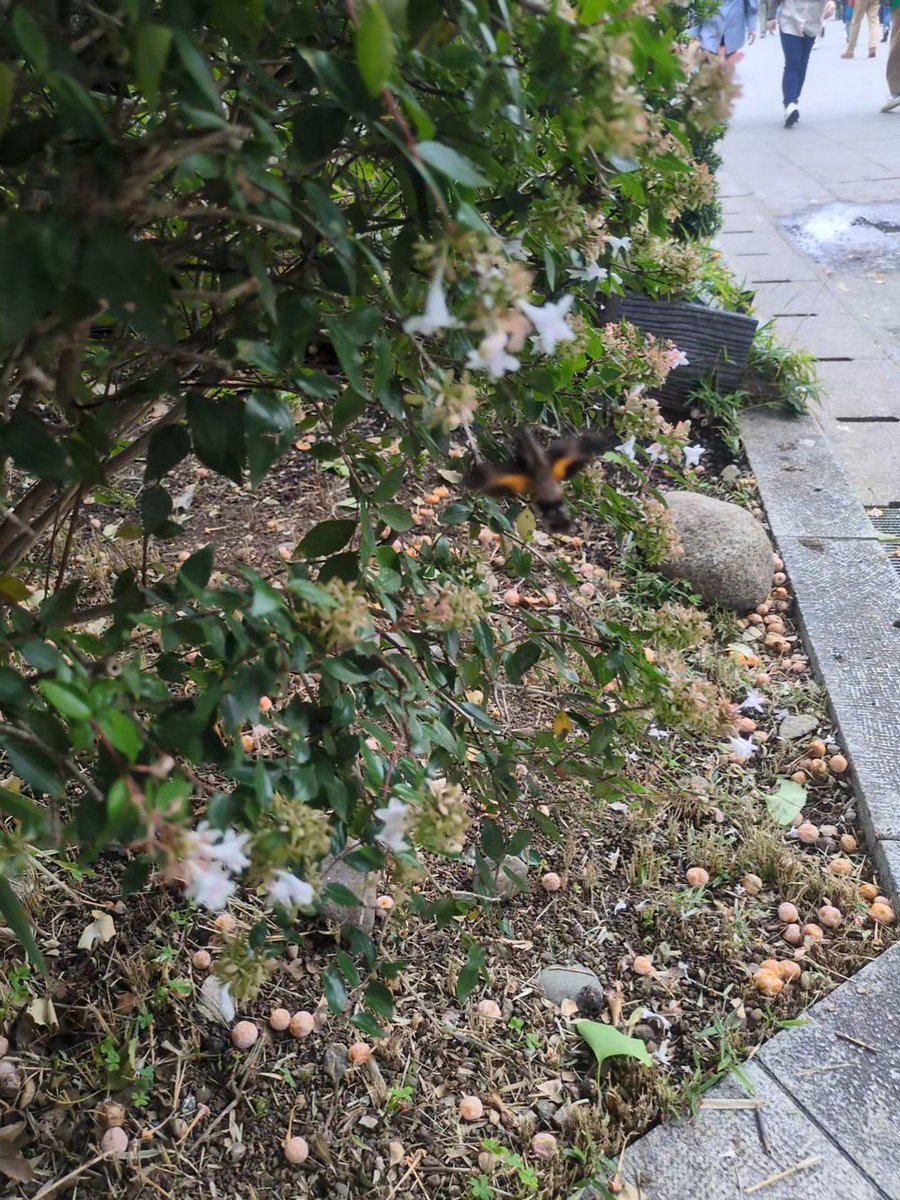 昨日は開館時間に合わせて、かはくの大絶滅展へ。
で、帰りに西洋美術館近くでスズメガが一生懸命に花の蜜を吸う姿を見つけたので頑張って撮影しましたが、動画からの抜き出しでもこんな感じ。ホバリングですぐに移動しちゃうからピントも合わせにくい。