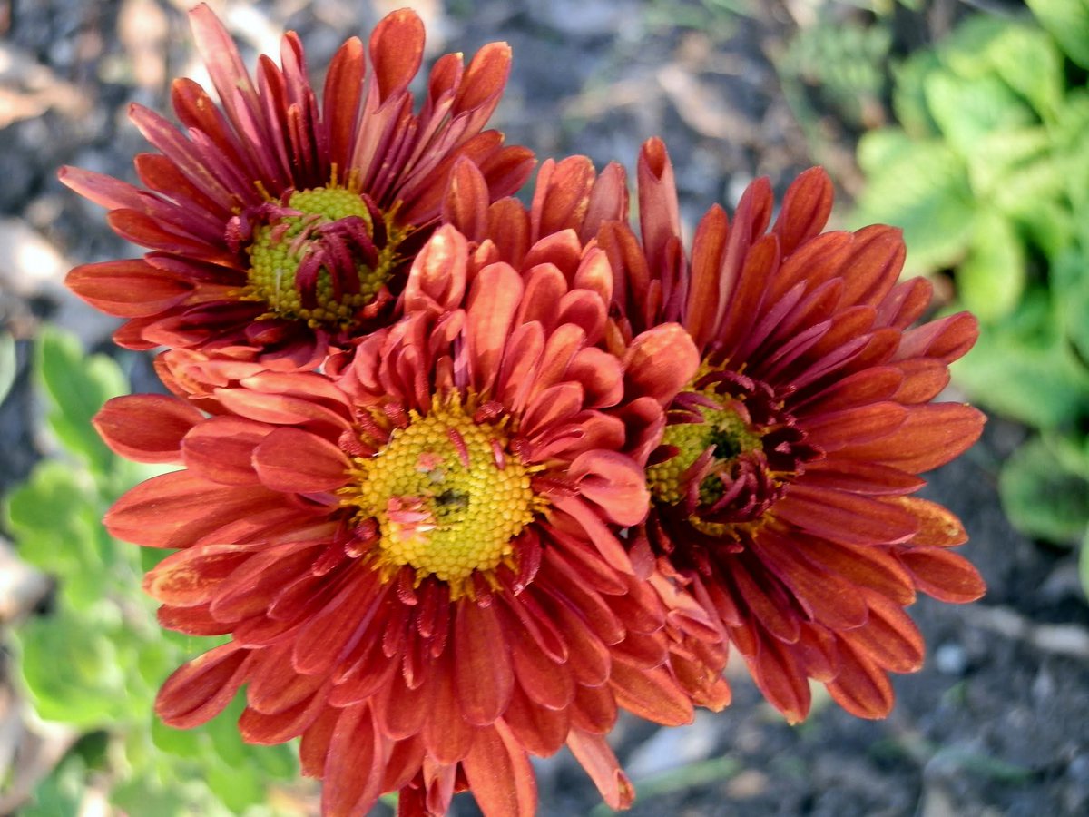 srcasrc43's tweet image. Günaydın