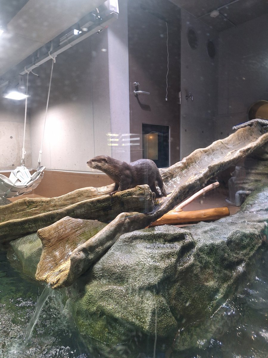 けんけん様 けんけんﾎﾞﾗｷﾞﾉｰﾙ/KZ1000 (@chu2blues) / Posts / X