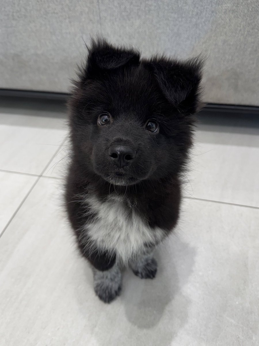 바보개 주사 맞으러 와서
양말 칭찬 오백번 들음