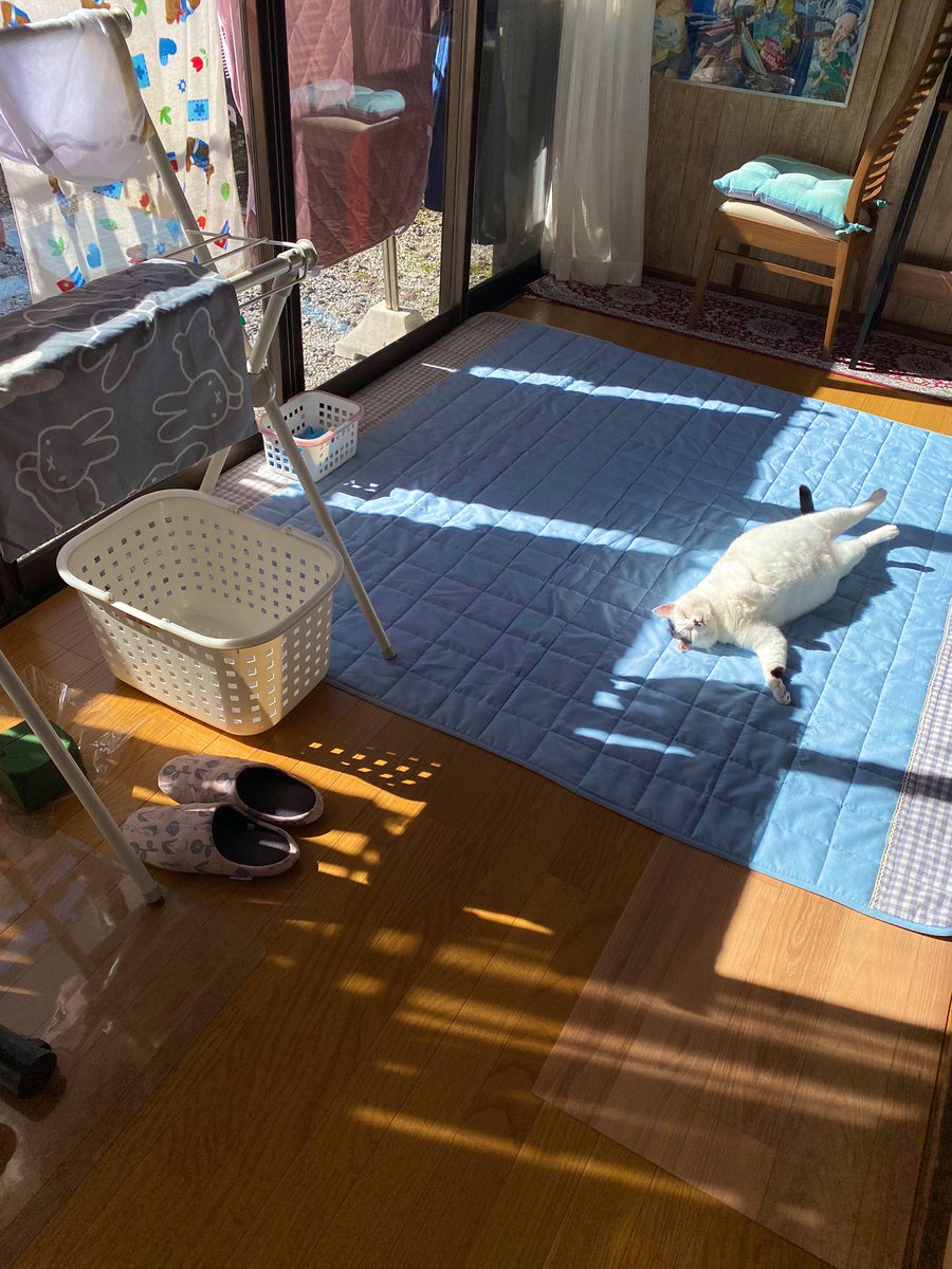陽だまりの毛だまり