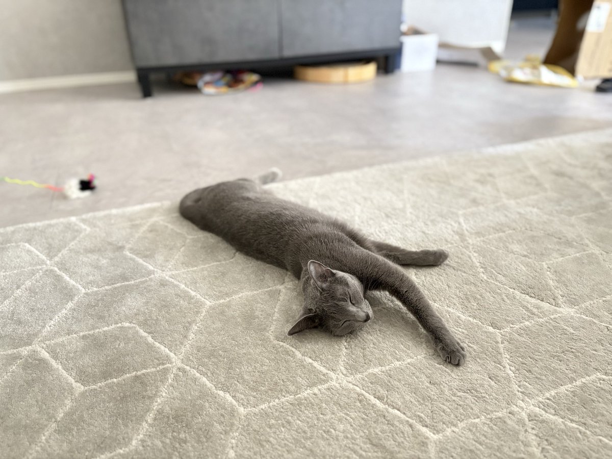 ロシアンブルーのシアン🐈‍⬛ (@kana_cosme123) / Posts / X