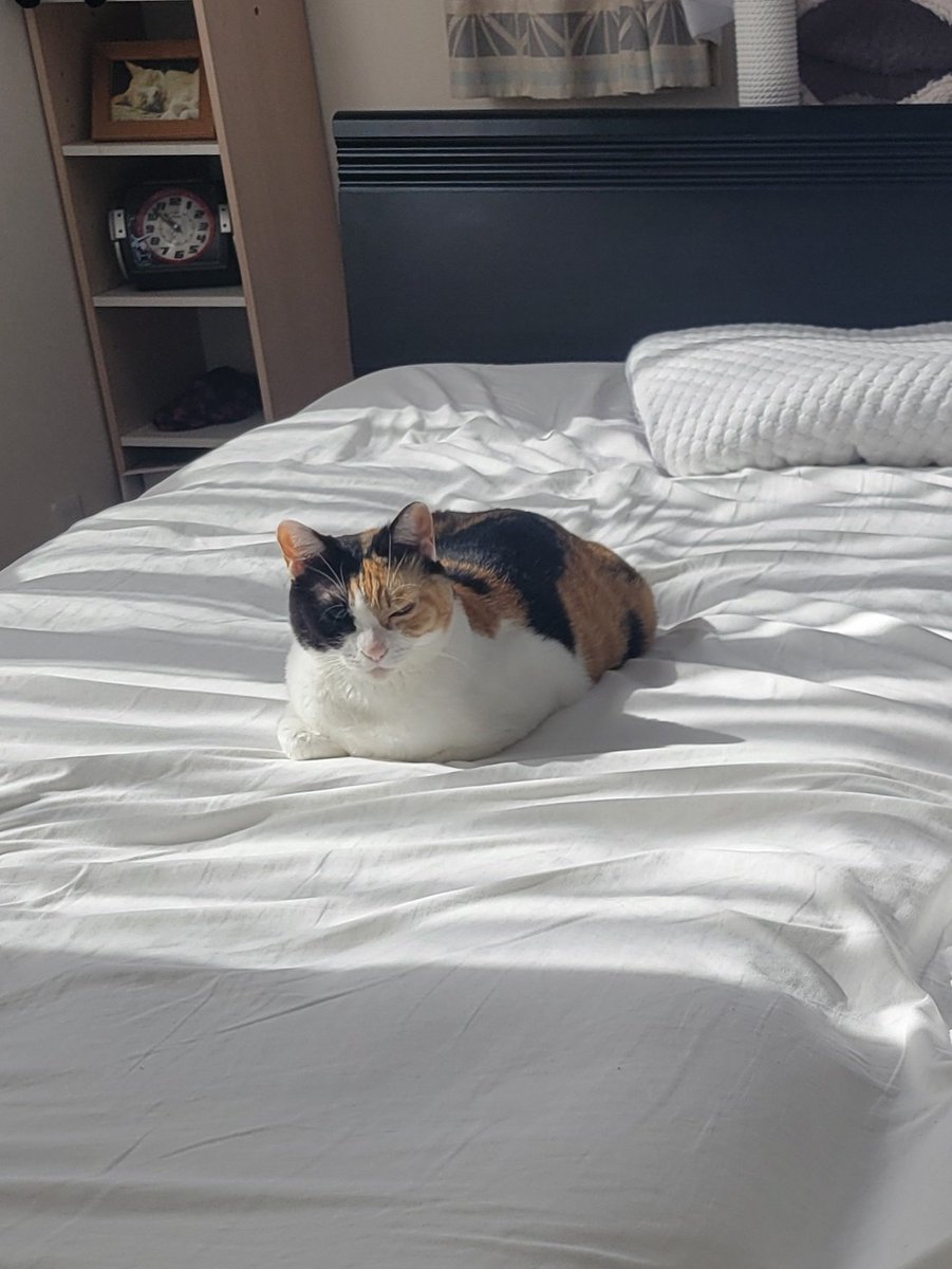 ふわふわなシーツを敷こうと用意してたら
もうセンターに鎮座してる