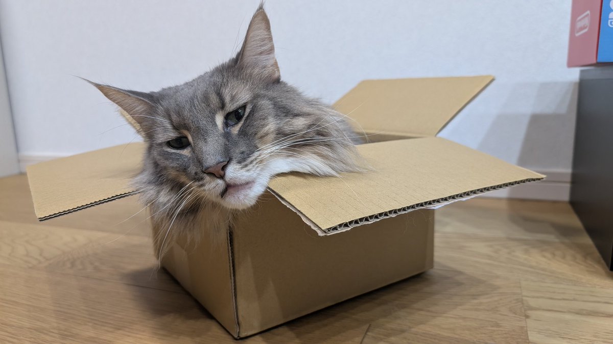 阿月あんこ (@adzukianko) / Posts / X