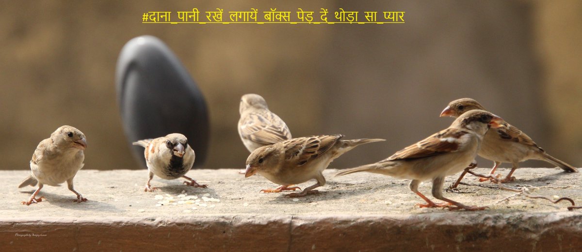 dillipkdeheri's tweet photo. #गौरैया #हमारी_गौरैया_सबकी_गौरैया #save_sparrow
#save_nature
@moefcc @DEFCCOfficial
🐥📸Credit @sanjaykumar_iis
@deepak4cipet @akshaymahanta95 https://t.co/SwhW8UeMkG