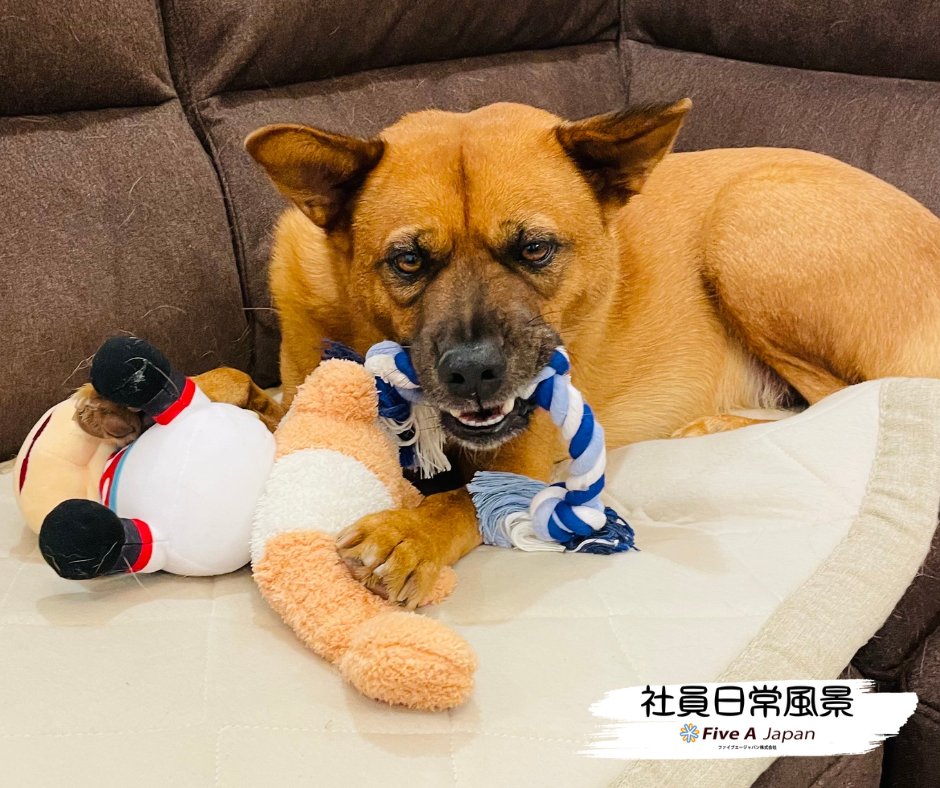 fiveajapan's tweet photo. 🦔

お気に入りのおもちゃは抱えて遊ぶベルちゃんまろ🤭
ただ…ちょっと顔が怖いまろ🤣
ホントは甘えん坊なんだまろ🤭

それでは本日もよろしくお願いいたしますまろ🦔🐕

#企業公式相互フォロー
#今日のわんこ
#保護犬 https://t.co/2mB3DQZlBo