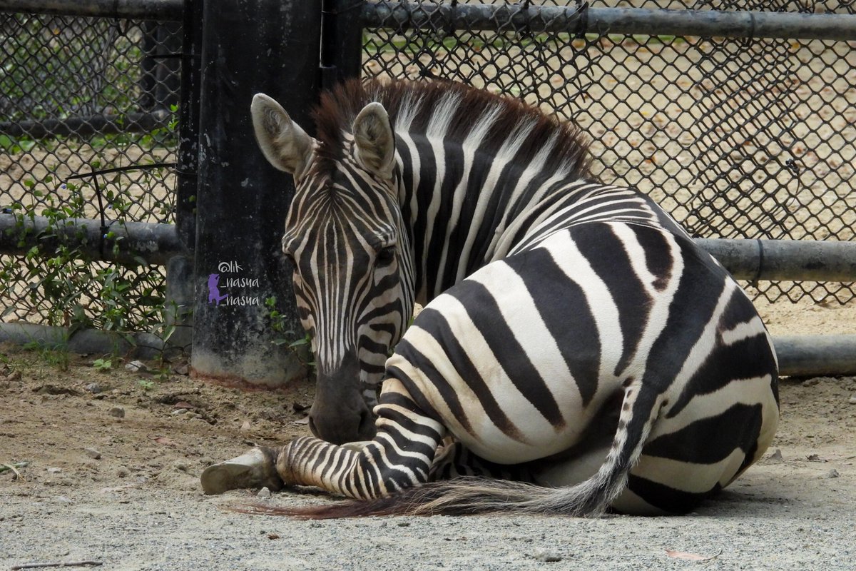 lik_nasua_nasua's tweet photo. #けつようび #ケツようび #ケツ曜日
カミリかな?
#福岡市動物園
#グラントシマウマ
#GrantsZebra https://t.co/zix3MqhujZ