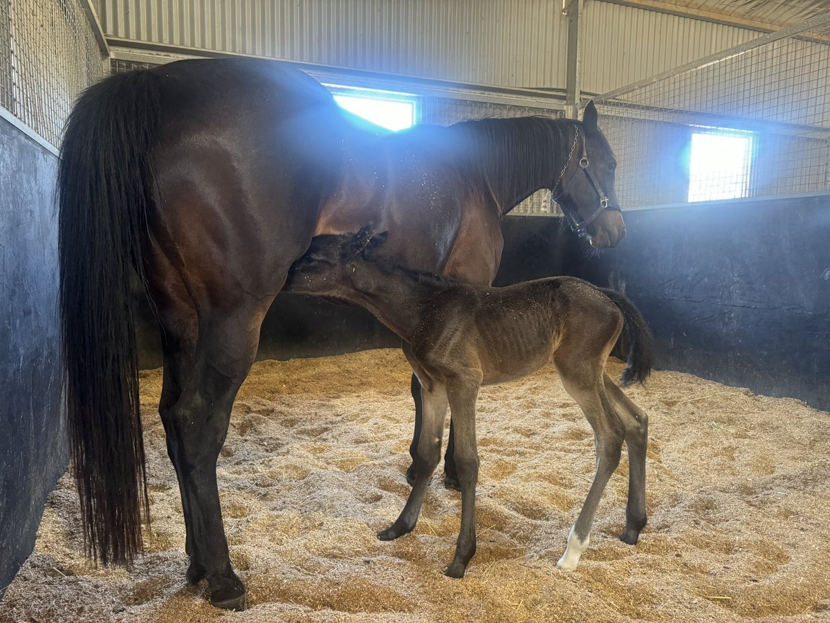 aussieuhuh's tweet photo. Abbie's a Mum! My baby girl had her own baby girl on Saturday morning. 🎀 All is going well, and we'll get them home this weekend. Thanks to @EquineRivers for the best of care, as always. #AbbieLincoln #TheStormInside @Alabarfarms https://t.co/ptvShTranb