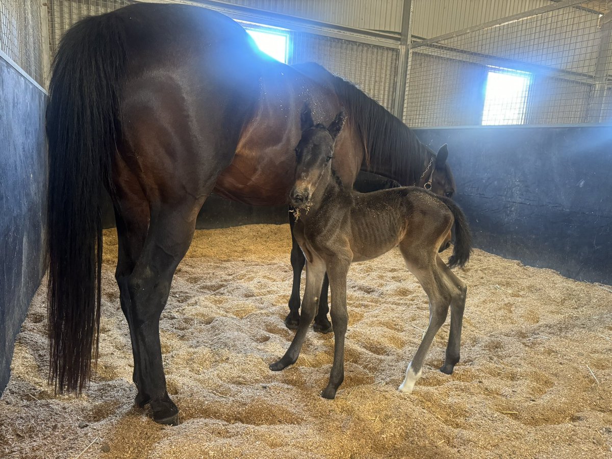aussieuhuh's tweet photo. Abbie's a Mum! My baby girl had her own baby girl on Saturday morning. 🎀 All is going well, and we'll get them home this weekend. Thanks to @EquineRivers for the best of care, as always. #AbbieLincoln #TheStormInside @Alabarfarms https://t.co/ptvShTranb