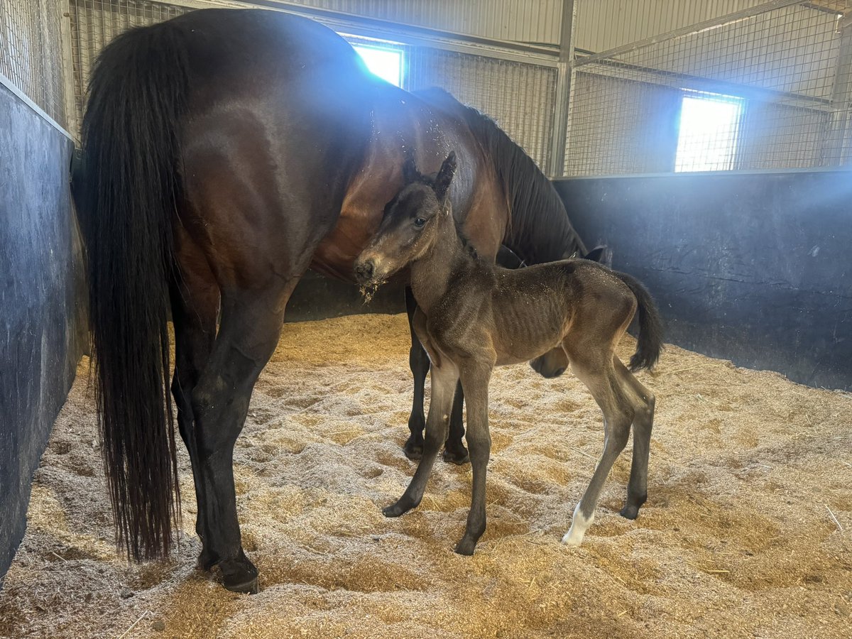 aussieuhuh's tweet photo. Abbie's a Mum! My baby girl had her own baby girl on Saturday morning. 🎀 All is going well, and we'll get them home this weekend. Thanks to @EquineRivers for the best of care, as always. #AbbieLincoln #TheStormInside @Alabarfarms https://t.co/ptvShTranb