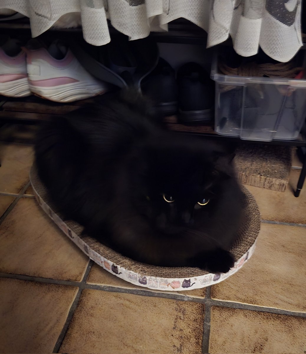 Winty - stored away so neatly, I didn't see him :)