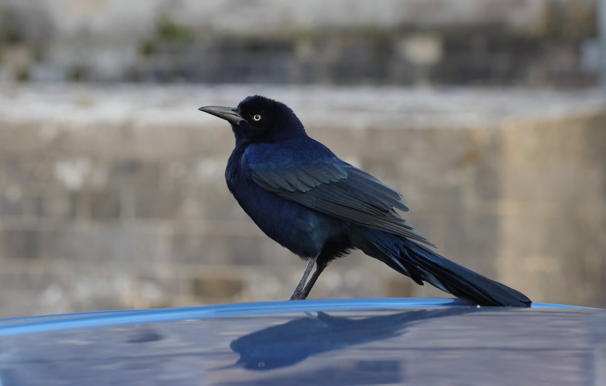 Great -tailed Grackle perched on my car at Calshot, Hampshire this evening.  Undoubtedly a wild bird, but, having presumably hitched a ride on a ship, is currently disqualified from the Cat A of the British List.  Eastern Towhee still clinging on by its claws to Cat A though!