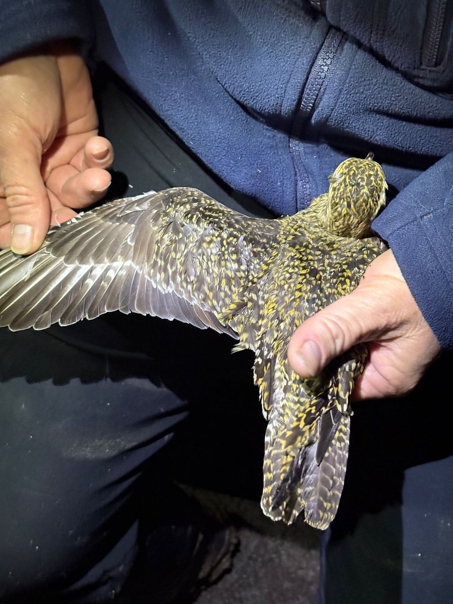 mattthesparrow's tweet photo. Last night I gave a thermal imaging demonstration to youth members of @WiltsBirdClub. This stunning Golden Plover was the star of the evening. The enthusiasm of these youngsters is unbelievable. I am going to have to take them out again! https://t.co/8QwtfA4o2O