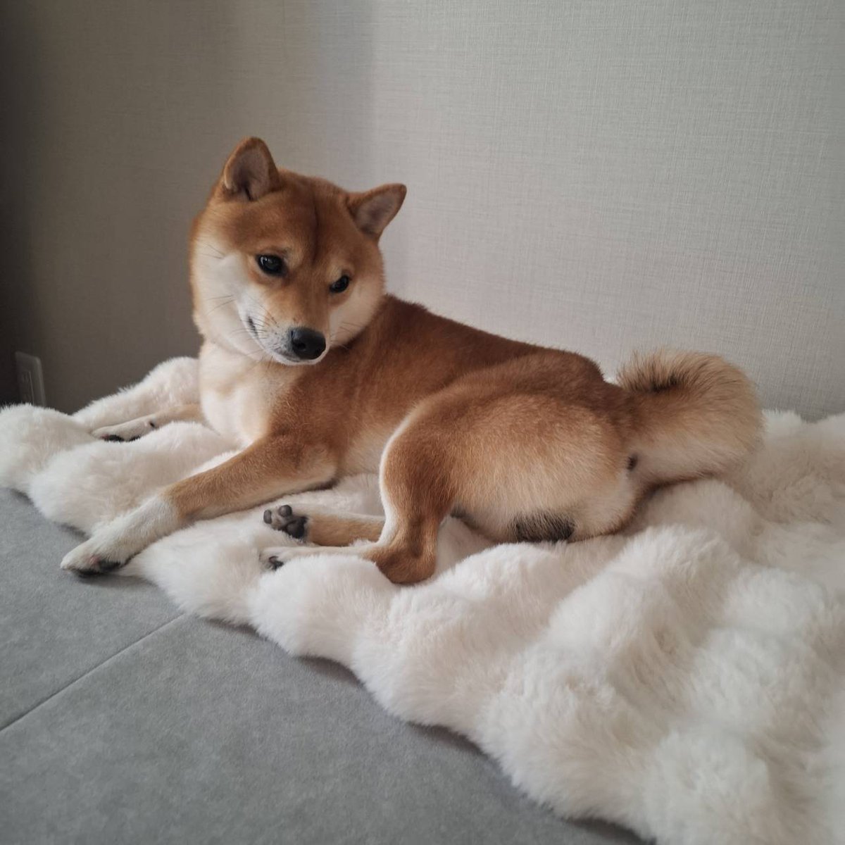 フワフワで気に入ってくれた