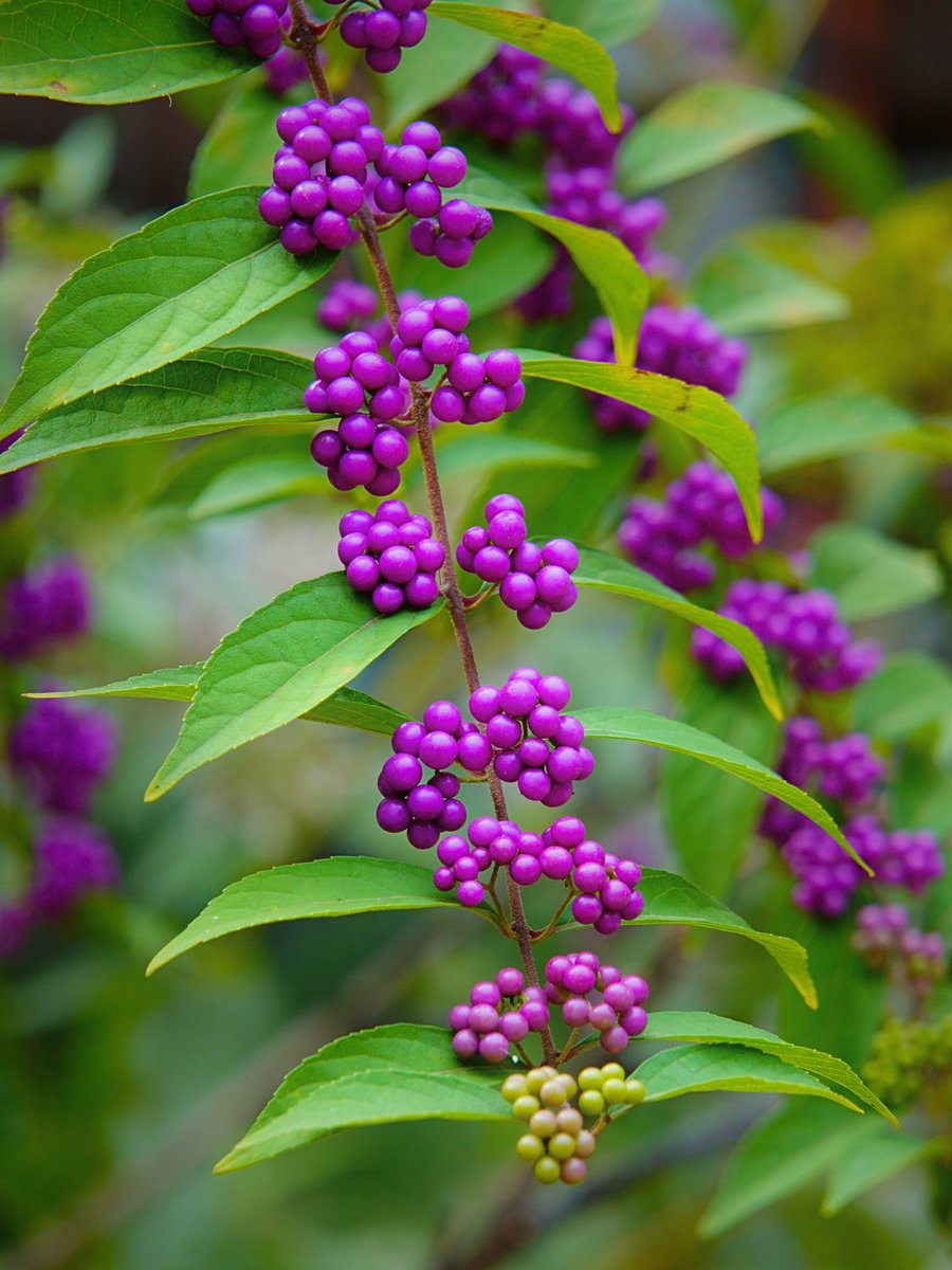 明るい未来を応援する桃太郎 on X