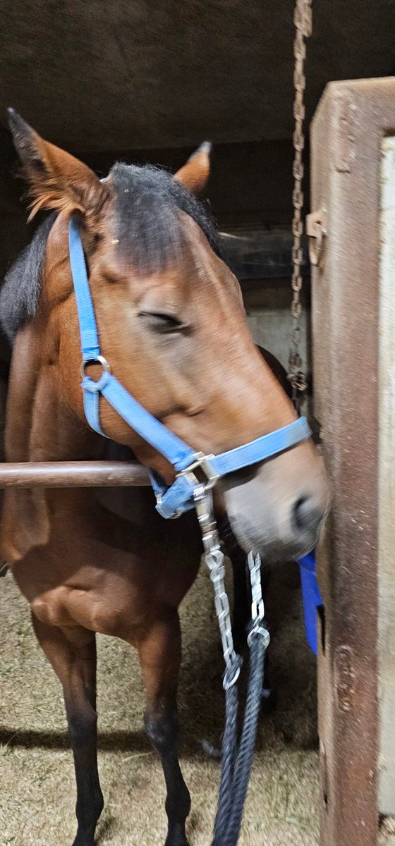 ルドルフさん (@CyberRudolf) / Posts / X