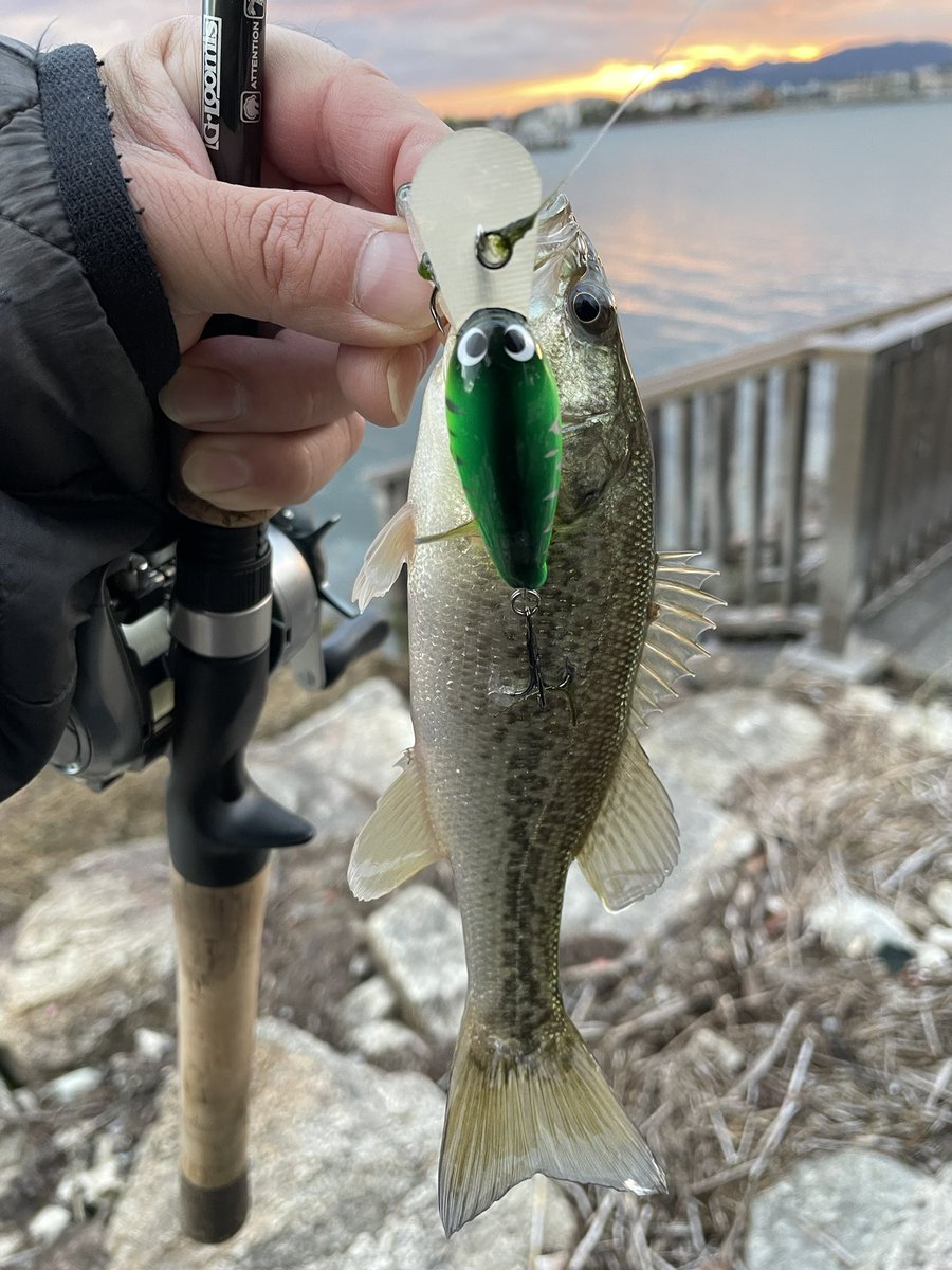 skillful【スキルフル】オカモトタクミ (@skillfullure) / Posts / X