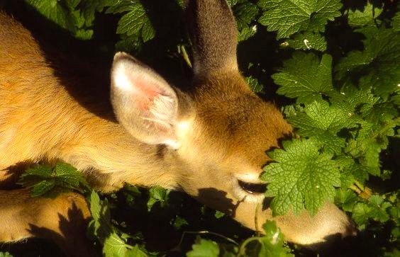 liliesarrayed's tweet image. 