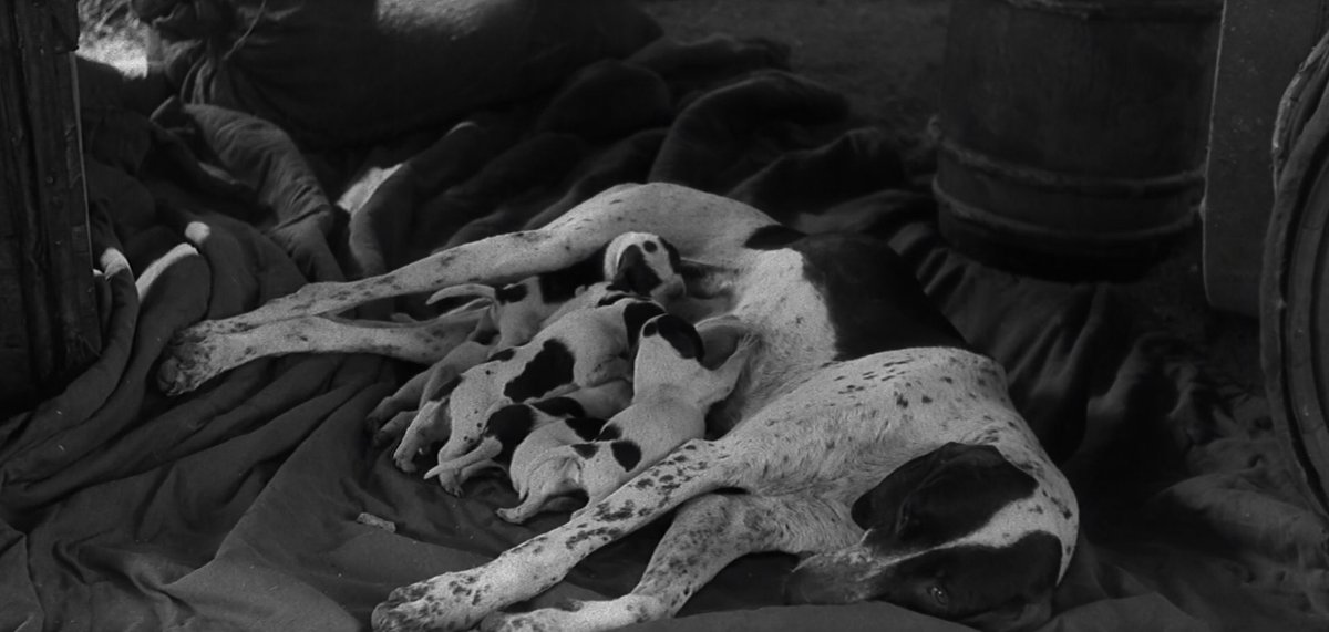 La Ronronthèque tweet media