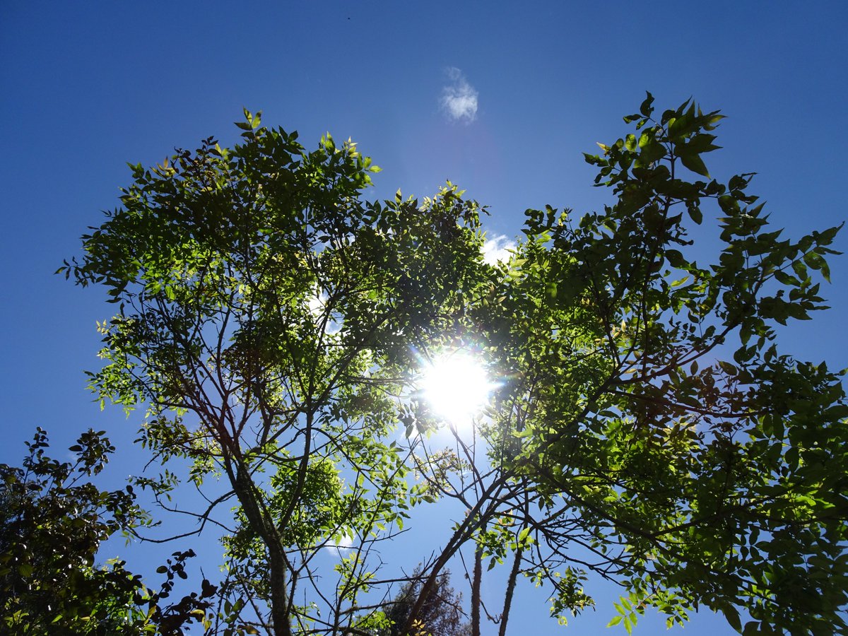 ferchinchin's tweet image. ❝The LEAVES and the LIGHT are one❞.
⭐  Albert Einstein

 🌿  𝐹𝑟𝑎𝑥𝑖𝑛𝑢𝑠 𝑐ℎ𝑖𝑛𝑒𝑛𝑠𝑖𝑠 Roxb. ➤ 𝙾𝙻𝙴𝙰𝙲𝙴𝙰𝙴.
#Fraxinus #fresno #Einstein