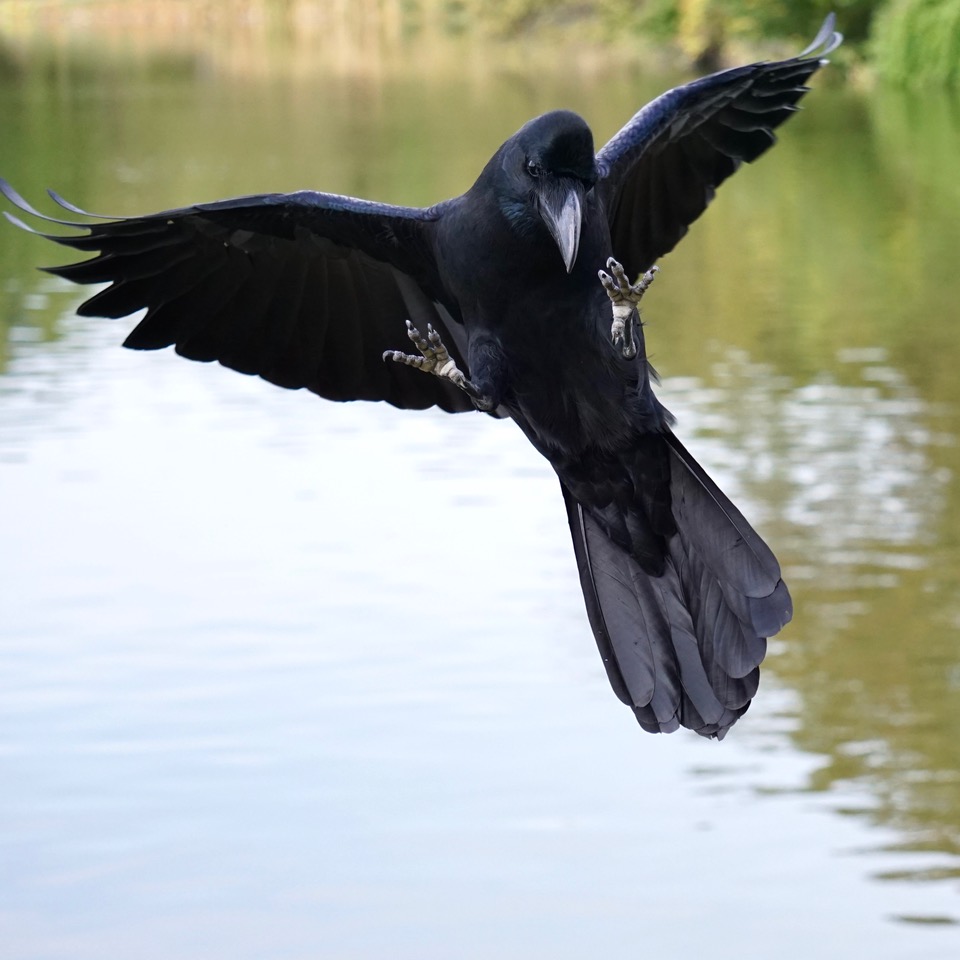 御意見無用。
#crow #birds #鴉 #カラス