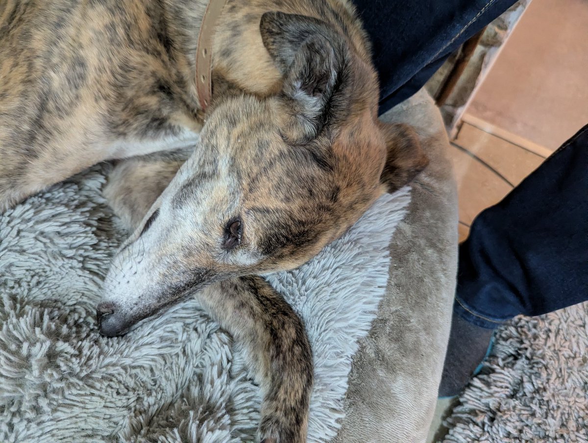 Earlhotdog tweet media