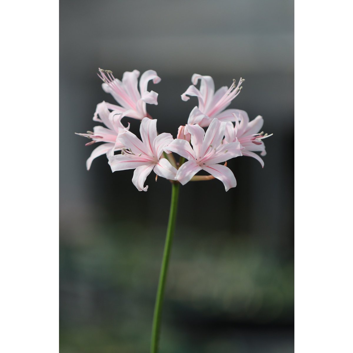 ohgi_nursery (@OhgiNursery) / Posts / X