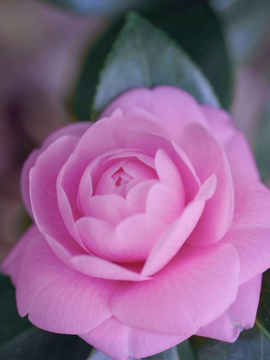 かんぱち (@zxxHVk7Lxc1784) / Posts and Replies / X