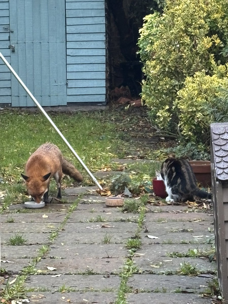 Ralphie would apparently rather share garden water with the foxes than drink clean water from the kitchen #FoxOfTheDay